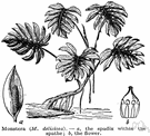 Monstera deliciosa - tropical American vine having roots that hang like cords and cylindrical fruit with a pineapple and banana flavor