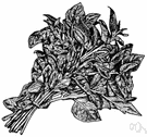 Chinese parsley - Old World herb with aromatic leaves and seed resembling parsley