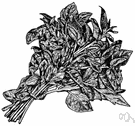 coriander plant - Old World herb with aromatic leaves and seed resembling parsley
