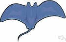 family Dasyatidae - sting rays
