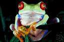 amphibian family - any family of amphibians