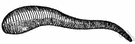 medicinal leech - large European freshwater leech formerly used for bloodletting
