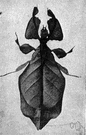 genus Phyllium - type genus of the Phyllidae