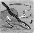 family Anguillidae - eels that live in fresh water as adults but return to the sea to spawn