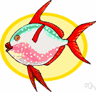 lookdown - similar to moonfish but with eyes high on the truncated forehead