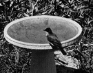 birdbath - an ornamental basin (usually in a garden) for birds to bathe in