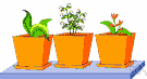 flowerpot - a container in which plants are cultivated