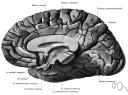 cerebral artery - any of the arteries supplying blood to the cerebral cortex