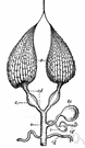 uterine tube - either of a pair of tubes conducting the egg from the ovary to the uterus