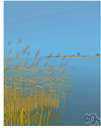 reed grass - any of various tall perennial grasses of the genus Calamagrostis having feathery plumes