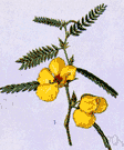 Chamaecrista fasciculata - tropical American plant having leaflets somewhat sensitive to the touch