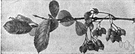 false buckthorn - deciduous tree of southeastern United States and Mexico