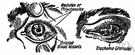 eye condition - the condition of the optical properties of the eye