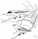 Geothlypis trichas - an American warbler
