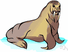 pinniped mammal - aquatic carnivorous mammal having a streamlined body specialized for swimming with limbs modified as flippers