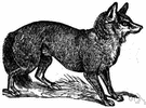 Canis - type genus of the Canidae: domestic and wild dogs