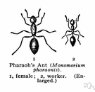 pharaoh's ant - small red ant of warm regions