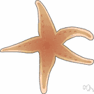 sea star - echinoderms characterized by five arms extending from a central disk