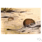 Liomys irroratus - large pocket mouse of Mexico