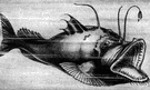 goosefish - fishes having large mouths with a wormlike filament attached for luring prey
