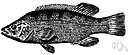 Achoerodus - a genus of Labridae