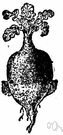 Swede - the large yellow root of a rutabaga plant used as food