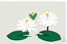 lotus - native to eastern Asia