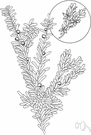 mistletoe cactus - a plant of the genus Rhipsalis
