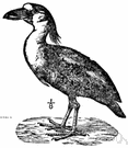 genus Cochlearia - a genus of the family Cruciferae