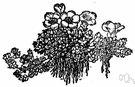 Saxifraga oppositifolia - plants forming dense cushions with bright reddish-lavender flowers