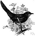 family Atrichornithidae - scrubbirds