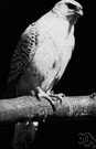 gyrfalcon - large and rare Arctic falcon having white and dark color phases