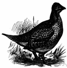 sprig tail - large grouse of prairies and open forests of western North America