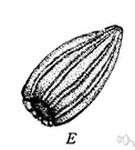 comb jelly - biradially symmetrical hermaphroditic solitary marine animals resembling jellyfishes having for locomotion eight rows of cilia arranged like teeth in a comb
