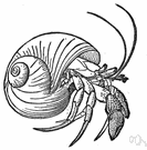 genus Pagurus - type genus of the family Paguridae
