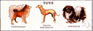Italian greyhound - a toy dog developed from the greyhound
