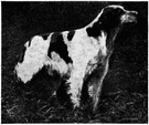 English springer spaniel - a breed having typically a black-and-white coat