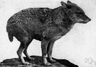 Canis aureus - Old World nocturnal canine mammal closely related to the dog