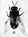 honeybee - social bee often domesticated for the honey it produces