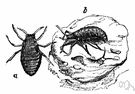 genus Eriosoma - woolly aphids