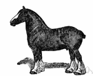 Clydesdale - heavy feathered-legged breed of draft horse originally from Scotland