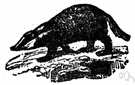 Meles - in some classifications: type genus of the subfamily Melinae