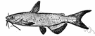 Ictalurus - channel catfishes