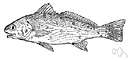 genus Umbrina