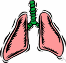 lung - either of two saclike respiratory organs in the chest of vertebrates