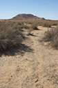 California sagebrush - low ashy-grey California shrub