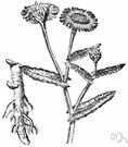 fleabane - hairy perennial Eurasian herb with yellow daisylike flowers reputed to destroy or drive away fleas