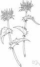 Silybum - small genus of east African herbs