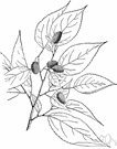 Morus alba - Asiatic mulberry with white to pale red fruit