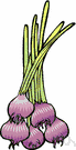 allium - large genus of perennial and biennial pungent bulbous plants: garlic